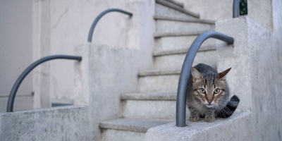 Se registr� un caso de rabia en un gato en Salto