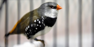 Se incautaron 70 animales durante un procedimiento liderado por Interpol en la rivera del R�o Uruguay