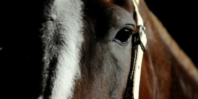 Condenaron en Artigas a dos personas por contrabando de caballos 