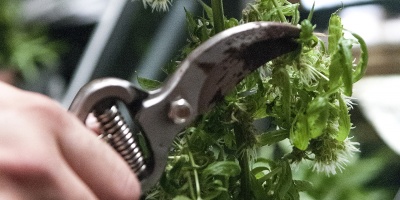 Desarticularon en Cerro Largo a un "emprendimiento familiar" que produc�a marihuana para exportar a Brasil