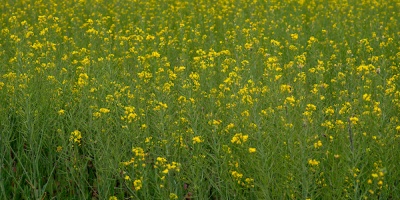 Jos� Serra: "ser� una primavera con temperaturas por encima de lo normal"