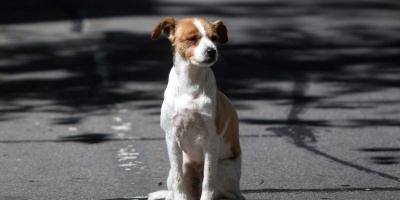 Intendencia de Montevideo instrumentar� portal de adopciones de perros y gatos a partir de noviembre 