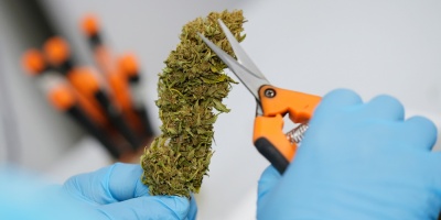 Mercado regulado de marihuana le arrebat� m�s de 30 millones de d�lares a organizaciones criminales del narcotr�fico