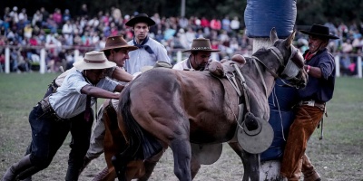 Plataforma Animalista lanza oficialmente recolecci�n de firmas para prohibir las jineteadas en Montevideo
