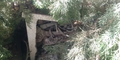 Empresa de podas contratada por la Intendencia de Canelones rompi� urnas en el cementerio de San Antonio