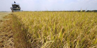 Nueve procesados por el robo de las 12 toneladas de arroz