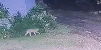 Se escap� un puma de la Estaci�n de Cr�a y Fauna 