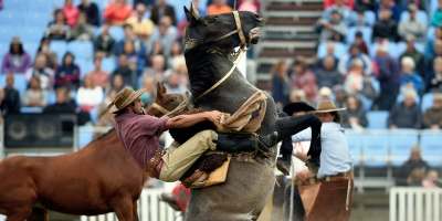 Plataforma Animalista asegura que de conseguir las firmas para prohibir jineteadas en Montevideo, ediles �deber�n mostrar p�blicamente� su apoyo