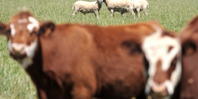 Tras la muerte de uno de sus socios, Conexi�n Ganadera descart� intervenir en la dif�cil situaci�n de Rep�blica Ganadera