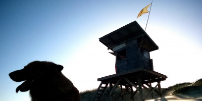 Rocha: Un hombre de 55 a�os fue imputado por el ataque de sus perros a su vecino de 83 a�os