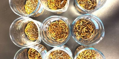 Insectos se mantienen saludables comiendo micropl�sticos e incluso, los digieren