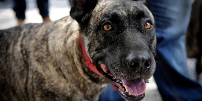 Mujer est� grave en Salto luego de ser mordida en una pierna por un perro