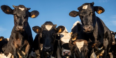 Tres animales murieron en frigor�ficos y para el INBA tiene relaci�n directa con las medidas de Foica 