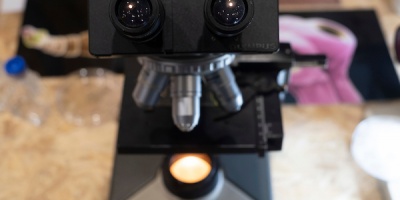 La OMS afirma que el riesgo de transmisi�n de gripe aviar "sigue siendo bajo"