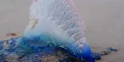 Detectaron "Fragata Portuguesa" en playas de Rocha