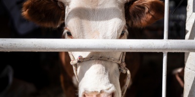 Inversores en Conexi�n Ganadera presentan denuncias penales por delitos de estafa y apropiaci�n indebida