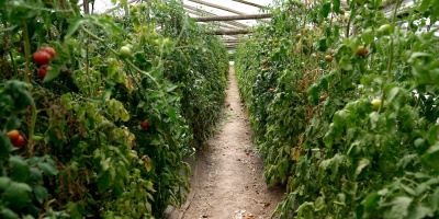 "El clima ha sido bueno para todos los productos de la Granja", destac� Nicol�s Chiesa