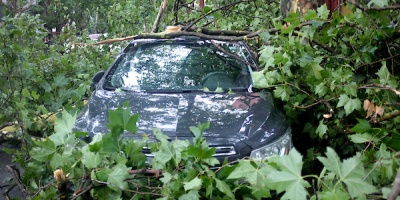 Paysand�: �rboles ca�dos, postes de luz en el piso, rutas cortadas y muchos techos que se volaron 