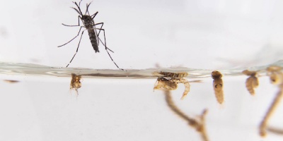 Vir�logo Juan Cristina: " las enfermedades virales emergentes deben ser siempre pensadas en un contexto regional"