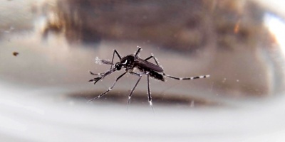 El Ministerio de Salud P�blica, confirm� tres casos de dengue importado