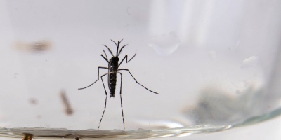 El MSP inform� de un caso de dengue aut�ctono en Uruguay