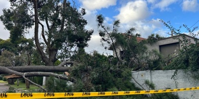 Ca�da de �rboles, cables y carteler�a tras fuertes vientos