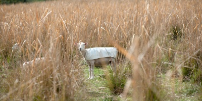 Vecinos denuncian alrededor de 150 ovejas atacadas por jaur�as de perros en el paraje Cerrillada 