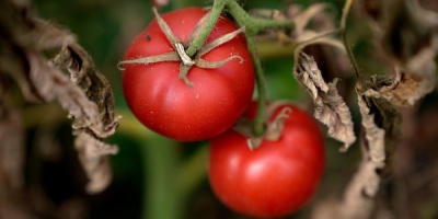 Se dispar� el precio de tomates y morrones
