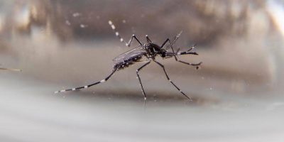 El Ministerio de Salud Pblica confirm un nuevo caso de dengue autctono en Paysand 