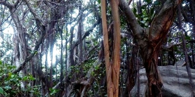 Las lianas devoran los bosques tropicales, segn se aprecia desde el espacio 