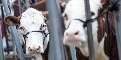 Uruguay producir su propia vacuna contra la garrapata del ganado ovino 