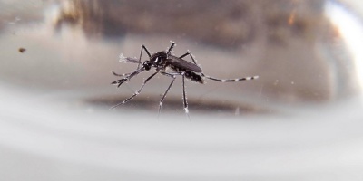 Confirmaron cuatro nuevos casos importados de dengue en los departamentos de Montevideo, Canelones, Maldonado y Salto