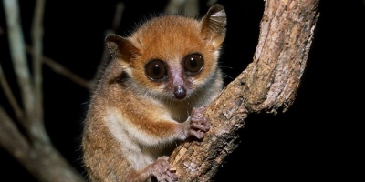 Alerta de extincin para las especies de primates ms amenazadas