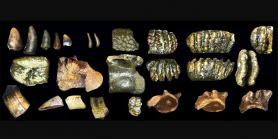 Hallan "rastros únicos" de Homo erectus, extraídos del fondo marino en Java