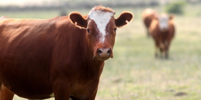 Se lanz el 'Programa Procra' que brinda apoyo a 1000 productores del Uruguay