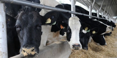 La industria l�ctea para por 24 horas en la jornada de este jueves