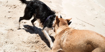 Adolescente fue atacado por jaura de perros