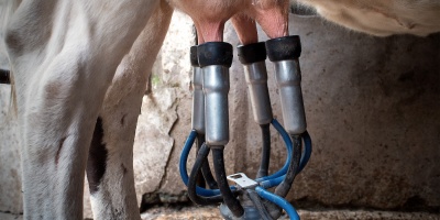Dos nuevos productores debieron descartar leche a raz del conflicto del sector lcteo 