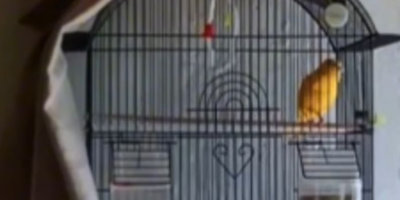 El canario que hace el sonido caracterstico de Monte Carlo 
