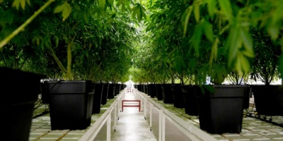El Ministerio de Salud Publica, realiza un ciclo de charlas educativas sobre el cannabis medicinal y teraputico en Uruguay