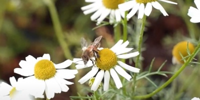 El invalorable obsequio de las flores a los polinizadores