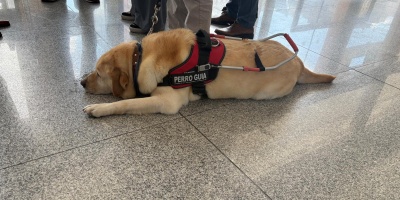 Proponen ampliar las instalaciones para perros que son entrenados para ayudar a personas con capacidades diferentes