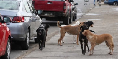 Dos ataques de perros se registraron en Fray Bentos