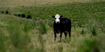Federacin Rural del Uruguay reclaman por impuesto a fitosanitarios y pide eliminacin de tributo a los semimovientes