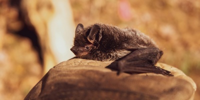 El MSP pone a disposicin una lnea telefnica ante el hallazgo de un murcilago con el virus de la rabia