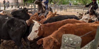 Desde la Asociacin Rural del Uruguay descartan problemas para exportar ganado en pie. 