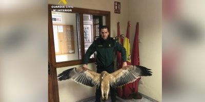Cuatro titulares de lneas elctricas, investigados por la muerte de 49 aves protegidas en vila, Espaa