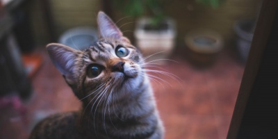 Buscan modificar el cdigo penal para endurecer las sanciones para quienes sean responsables de maltrato animal