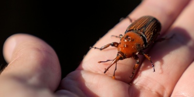 Confirman que el "picudo rojo" lleg al departamento de Rocha 