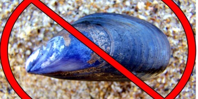 La DINARA proh�be temporalmente la extracci�n y comercializaci�n de mejillones y berberechos en Rocha 